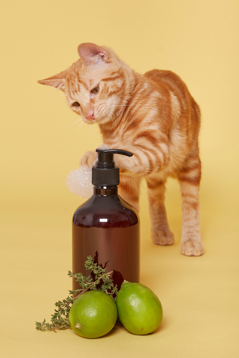 Cat with Pet Shampoo on Yellow Background