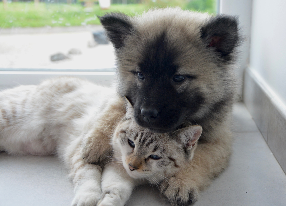 Cuddling Cat and Dog